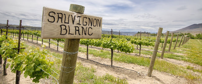 Anbaugebiet Sauvignon Blanc im australischen Marlborough