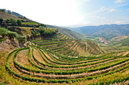 Portugiesische Weinlandschaft