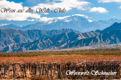 Rotwein aus Chile - Weinberg-Panorama