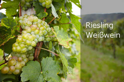 Typisch Weißweintrauben der Rebsorte Riesling - Deutschland - Land des Weißweins